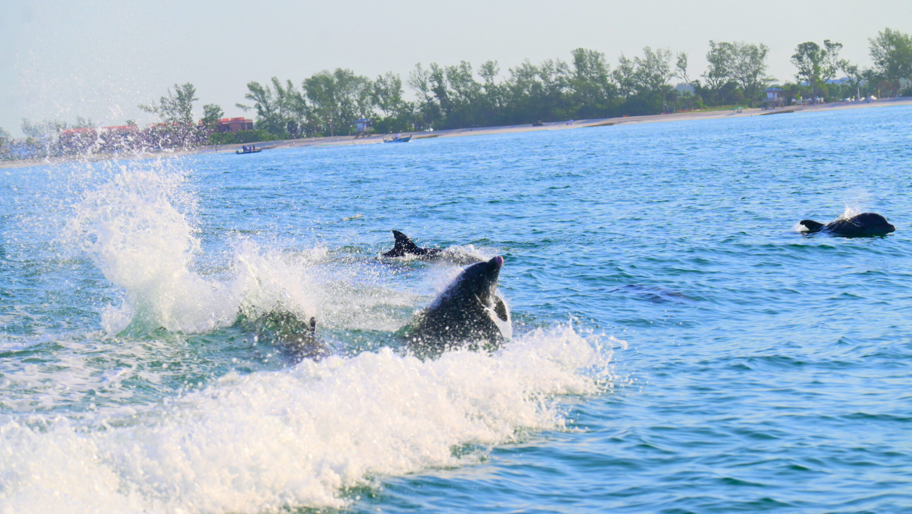 Bottlenose dolphins swimming in the Intracoastal Waterway near Bradenton Beach during a private Anna Maria Island dolphin tour