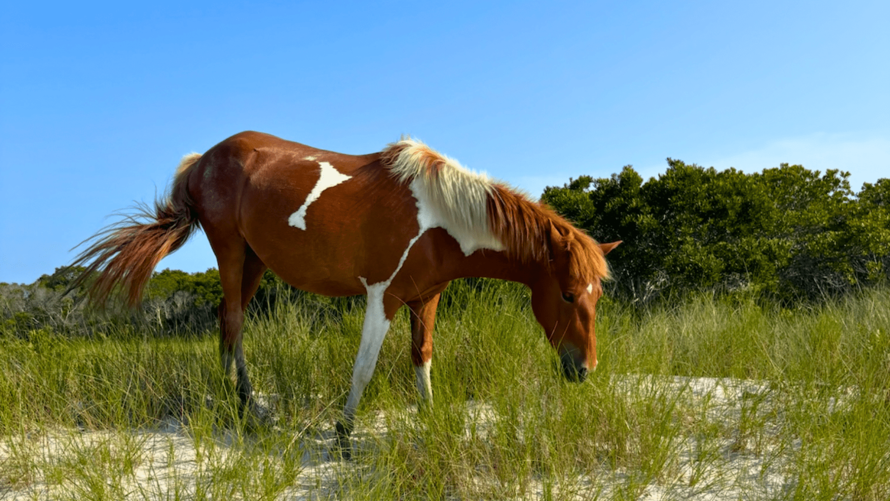 Assateague wild ponies spotted from a boat tour near Ocean City Maryland