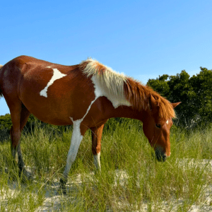 Brown and white horse grazing in a grassy field with trees in the background.