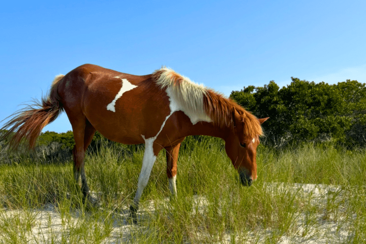 Brown and white horse grazing on grassy terrain under a clear blue sky.