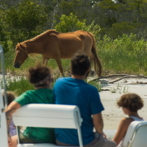 People on a boat watching a horse on a beach.