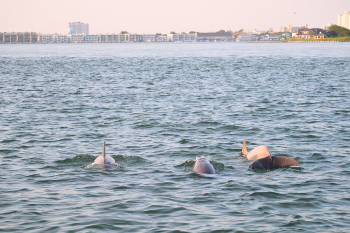 Three dolphins swimming in calm sea near a city skyline in the background.