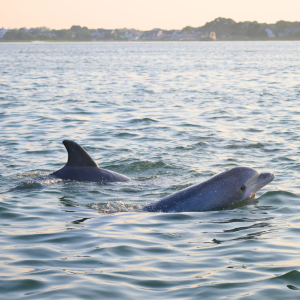 Two dolphins swimming near the surface in calm coastal waters at sunset.