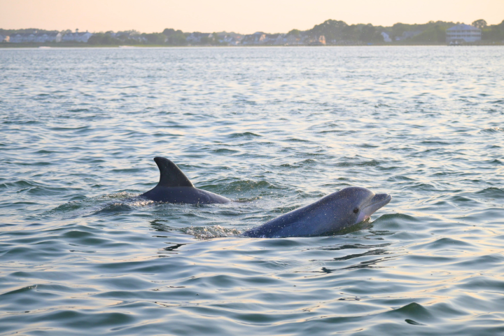 Two dolphins swim in calm sea near shoreline at sunrise.