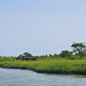 Horses grazing on grassy shoreline near a body of water.