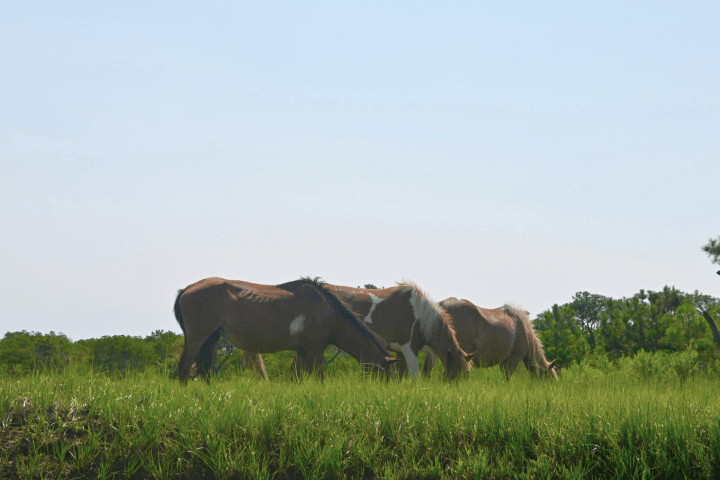 Horses grazing on a grassy field under a clear blue sky.